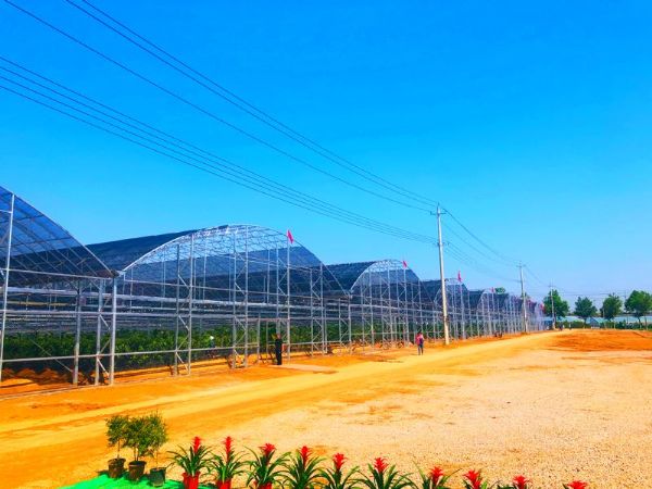 山東省青島市膠州市連棟溫室